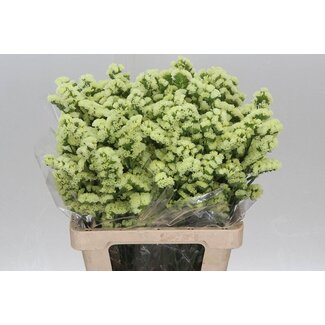 Freshy Limonium S. It Apricot