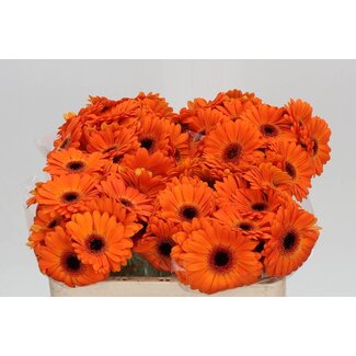 Freshy Germini. Aqua Allure x20