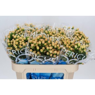 Freshy Hypericum Coco Gelato