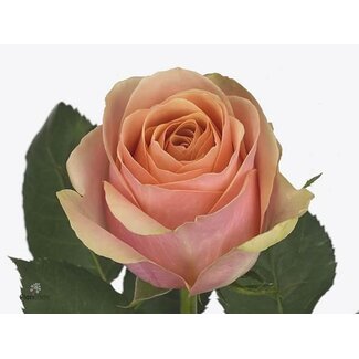 Freshy Rosa Dividend