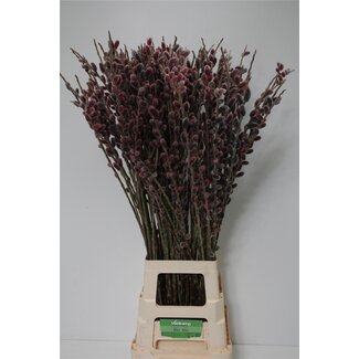 Freshy Salix G Pink Cushion
