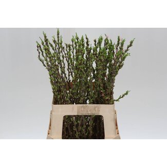 Freshy Prunus Comet Bio