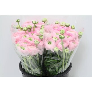 Freshy Ranunculus Cloony Xxl x25 Confetto