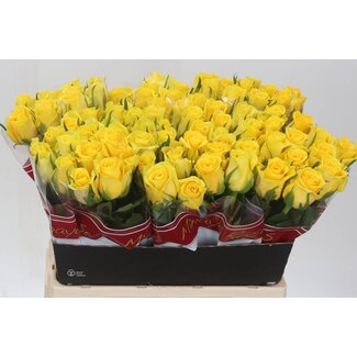 Freshy Rosa Moonwalk