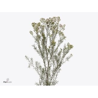 Freshy Chamelaucium Un Jupite Moon