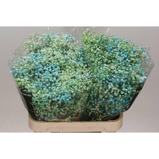 Freshy Gyps Kleurbehandeld Disco Nieuw York