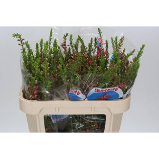 Freshy Chamecordia “Rey” | Kleur: Rood | Lengte ± 70 centimeter | Gewicht ± 40 gram per tak | Per 25 stelen