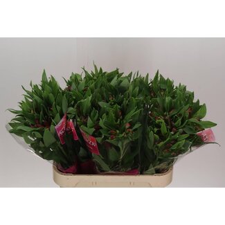 Freshy Alstroemeria Nadya