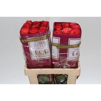 Freshy R Eq High & Magic Orange