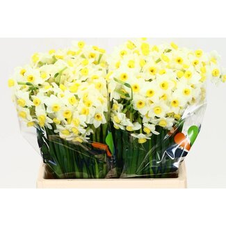 Freshy Narcis Ta Avalanche