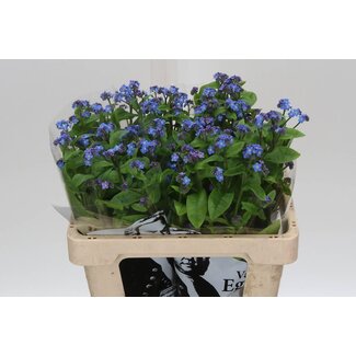 Freshy Myosotis Al Blue Memory