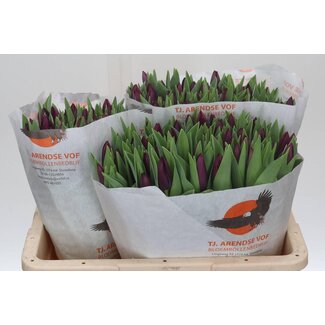 Freshy Tulp enkel Night Vision