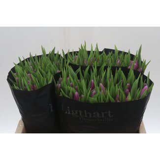 Freshy Tulp enkel Donau
