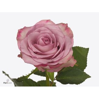 Freshy Rosa Thriller