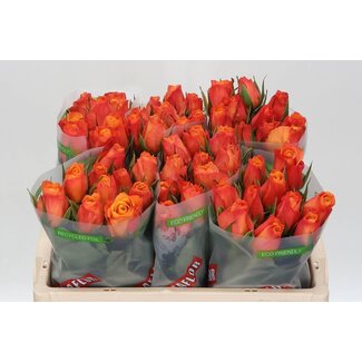 Freshy Rosa Confidential