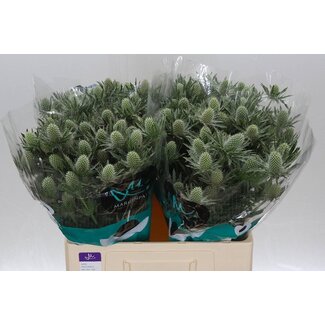 Freshy Eryngium Sirius Questar