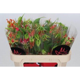 Freshy Gloriosa S Fifty Shades