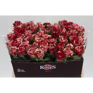 Freshy Rosa Harlequin