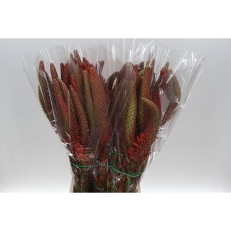 Freshy Aloe Vera Flower