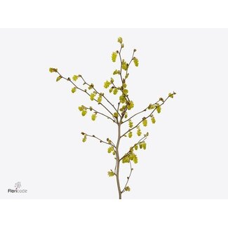 Freshy Corylopsis S Cynthia