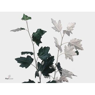 Freshy Populus Alba White Poplar | Colour: Green White | Length ± 70 centimeter | Per 20 branches