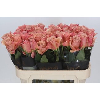 Freshy Rosa Moccachino