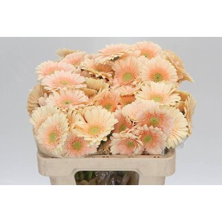 Freshy Germini. Aqua Miami x20