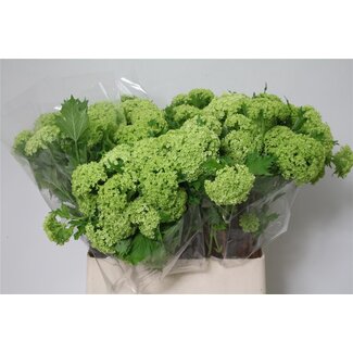 Freshy Sneeuwbal 4 Kop