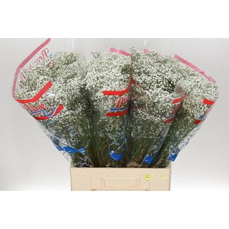 Freshy Gyps Pa Million Star