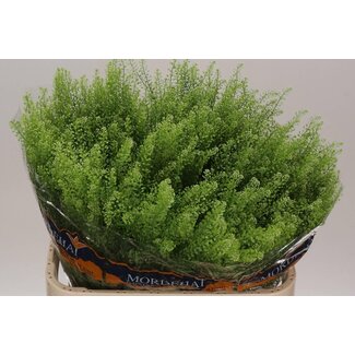 Freshy Lepidium Green Bell