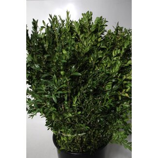 Freshy Buxus 400gr (p. bos)