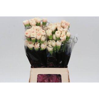 Freshy Anjer Lang Apple Tea