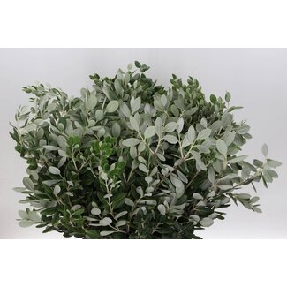 Freshy Pitto Ralphi 400gr (p. bos)