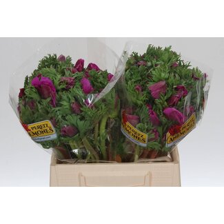 Freshy Anemone Co Galil Purper