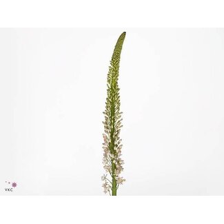 Freshy Eremurus Robustus