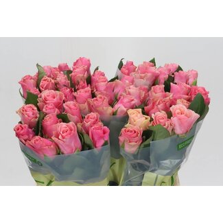 Freshy Rosa Light Pink Tacazzi