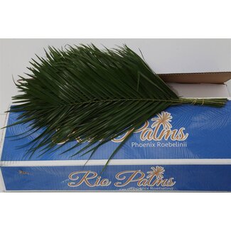 Freshy Phoenix Roebeleni L6 (p. bos)