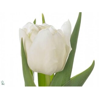 Freshy Tulp dubbel Montorino