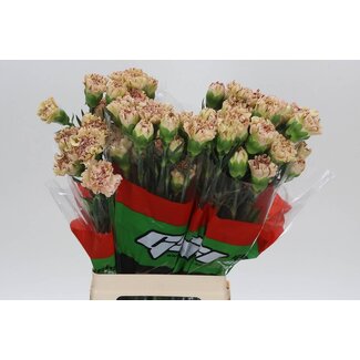 Freshy Anjer Lang Paoletto