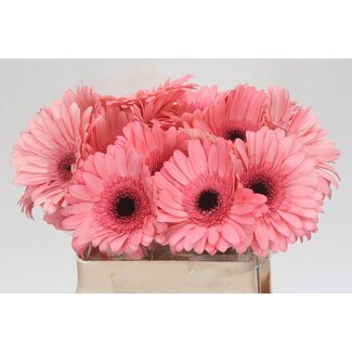 Freshy Gerbera * Scala X10