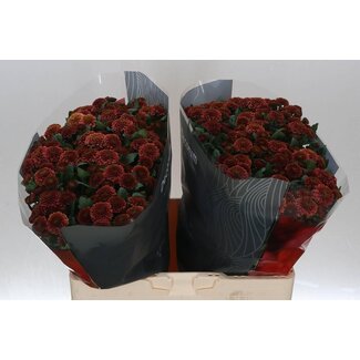 Freshy Chrysant santini Doria Cherry X L