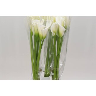 Freshy Zantedeschia Ae Avalanche