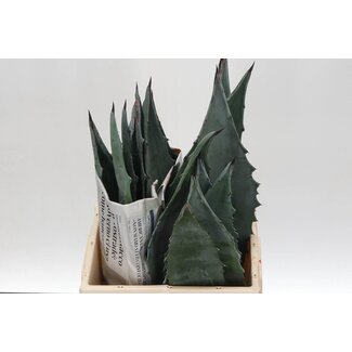 Freshy Agave Blad 40cm