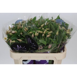 Freshy Clematis Amazing Kansas