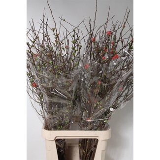 Freshy Chaenomelis Superba