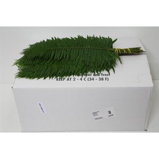 Freshy Zwaardvaren (p. bos)