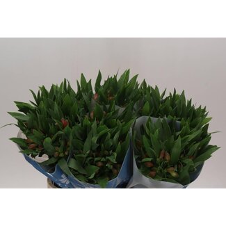 Freshy Alstroemeria Estee