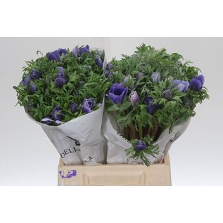 Freshy Anemone Co Mis + Azzurr