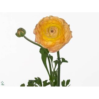 Freshy Ranunculus Andrea Cappuccin