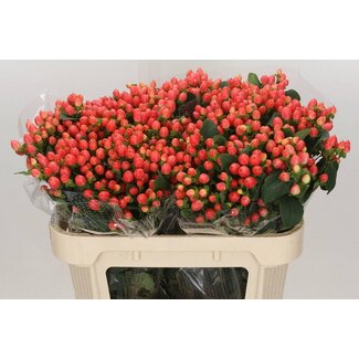 Freshy Hypericum Mag Roy Princess